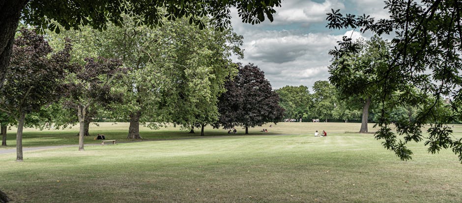 A wide view of a park with a large, open grassy area bordered by various types of trees, including both broadleaf and dark-leaved varieties, providing partial shade. In the foreground, tree branches with dark green leaves extend into the frame. Several people are seated on benches and on the grass, some reading or relaxing, while others appear to be engaged in casual activities. The sky is partly cloudy with patches of sunlight filtering through the clouds, creating a balanced natural lighting environment. The scene is calm and typical of a public outdoor space used for leisure and relaxation. The image emphasizes the outdoor environment where house removal and moving services by Man With a Van Highbury could be provided, especially when planning home relocations or furniture transport to or from this type of scenic, accessible location.