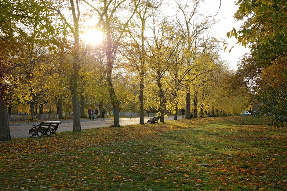 A wide view of a park with a large, open grassy area bordered by various types of trees, including both broadleaf and dark-leaved varieties, providing partial shade. In the foreground, tree branches with dark green leaves extend into the frame. Several people are seated on benches and on the grass, some reading or relaxing, while others appear to be engaged in casual activities. The sky is partly cloudy with patches of sunlight filtering through the clouds, creating a balanced natural lighting environment. The scene is calm and typical of a public outdoor space used for leisure and relaxation. The image emphasizes the outdoor environment where house removal and moving services by Man With a Van Highbury could be provided, especially when planning home relocations or furniture transport to or from this type of scenic, accessible location.